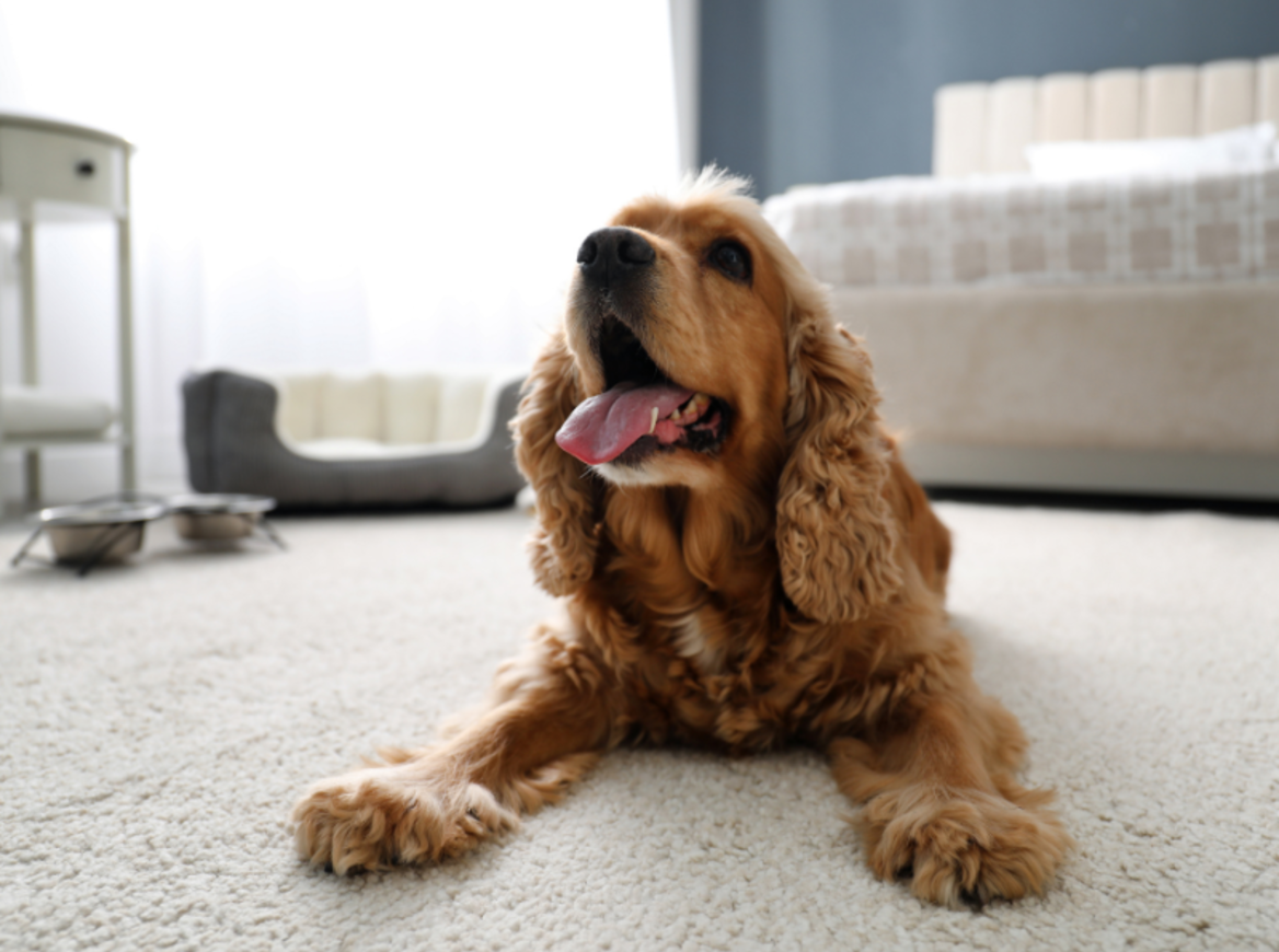 How to Make Your Australian Rental Property Pet-Friendly How to Make Your Australian Rental Property Pet-Friendly